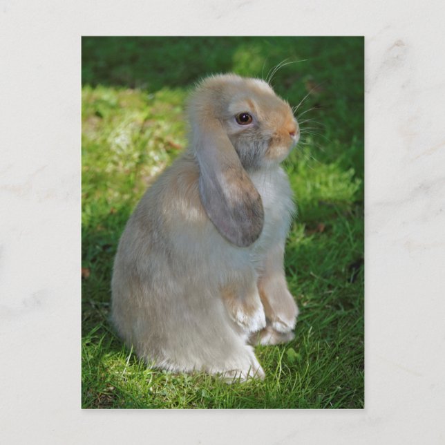 Baby Minilop Rabbit Postcard (Front)