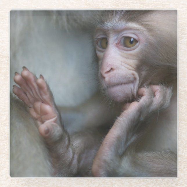 Baby Monkey Glass Coaster (Front)