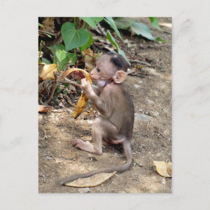 Baby Monkey Holiday Postcard