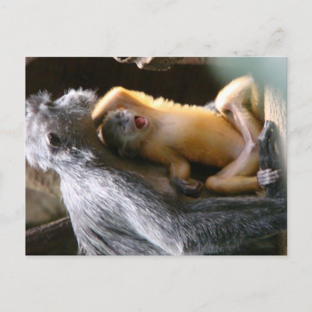 Baby Monkey Postcard (Front)