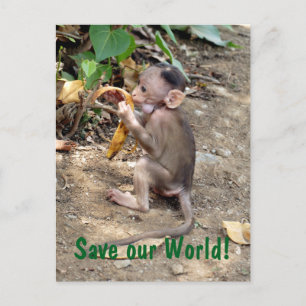 Baby Monkey Postcard