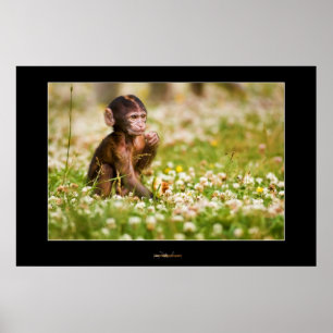 Baby Monkey Poster