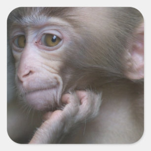 Baby Monkey Square Sticker