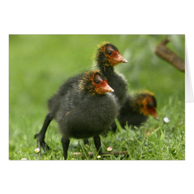 Baby Moorhens, Angleterre. (Devant horizontal)