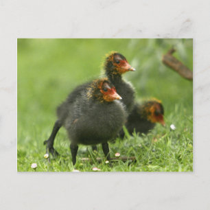 Baby Moorhens, England. Postcard
