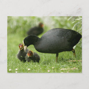 Baby Moorhens Postcard