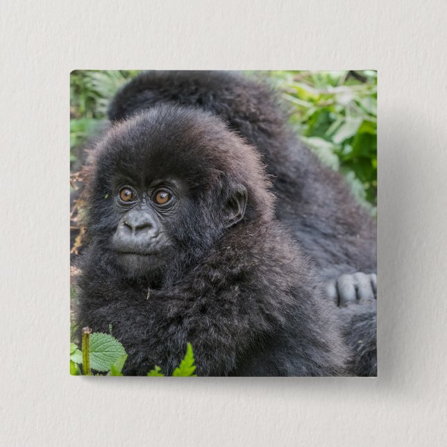 Baby Mountain Gorilla 2 Inch Square Button (Front)