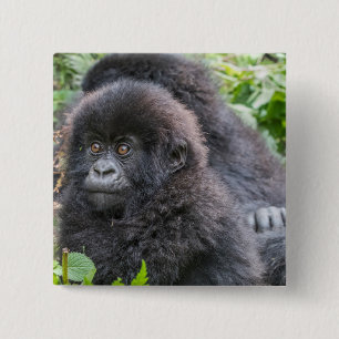 Baby Mountain Gorilla 2 Inch Square Button