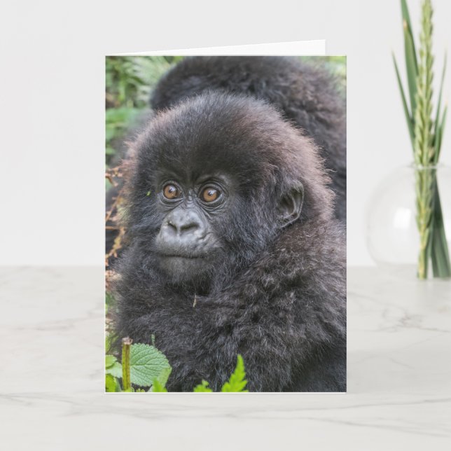 Baby Mountain Gorilla Card (Front)
