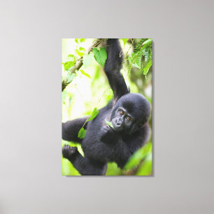 Baby Mountain Gorilla Playing in Rainforest Canvas Print