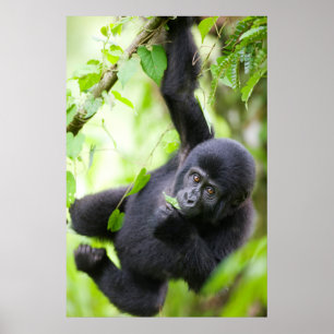 Baby Mountain Gorilla Playing in Rainforest Poster