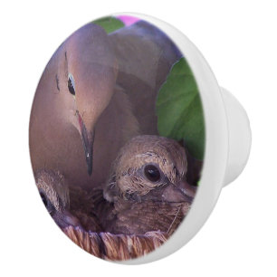 Baby Mourning Dove Bird Wildlife Animals Nest Knob