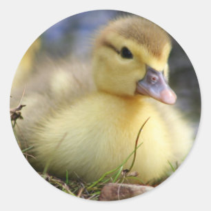 Baby Muscovy duckling Classic Round Sticker