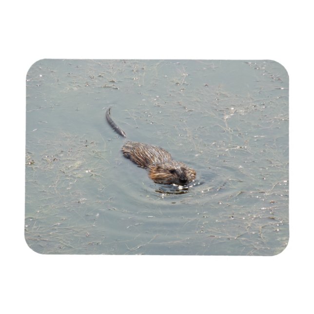 Baby Muskrat Flexible Photo Magnet (Horizontal)