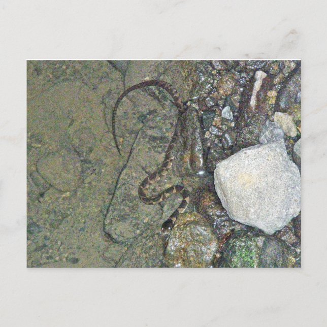Baby Northern Water Snake (Nerodia sipedon) Items Postcard (Front)