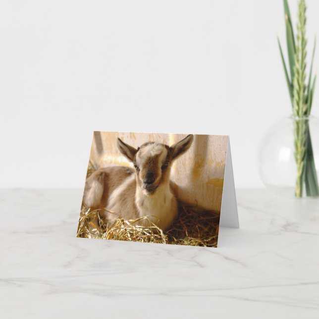 BABY OF GOAT FOLDING GREETING CARD (Front)