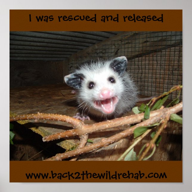 baby opossm poster (Front)