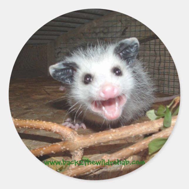 baby opossum stickers (Front)