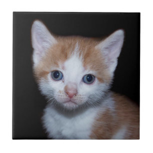 Baby orange and white tabby kitten tile