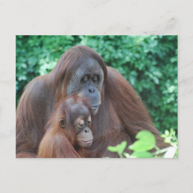 Baby Orangutan avec carte postale (Devant)