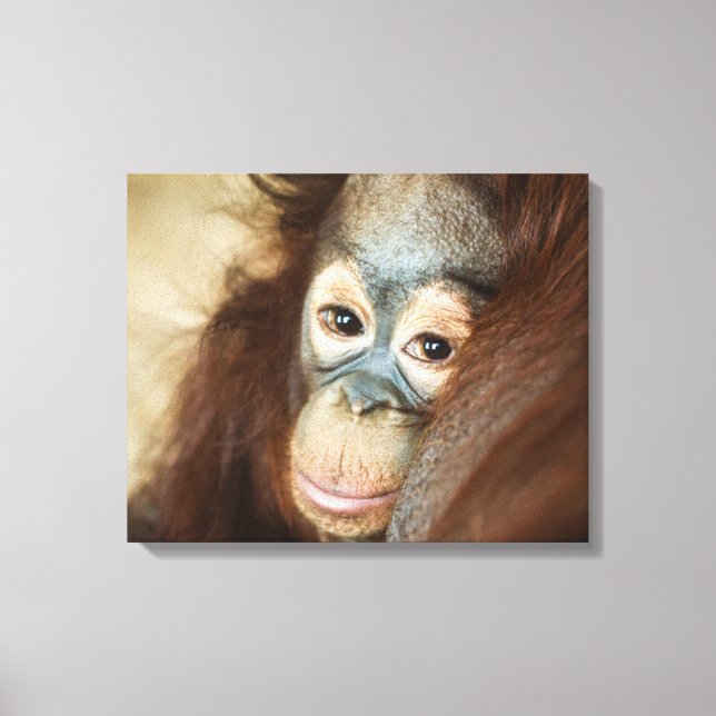 Baby Orangutan Canvas Print (Front)