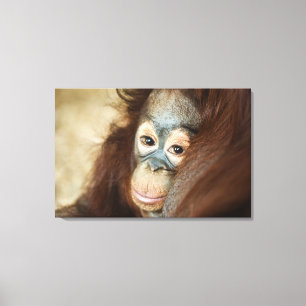 Baby Orangutan Canvas Print