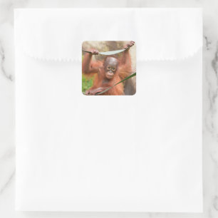 Baby Orangutan Connection Square Sticker