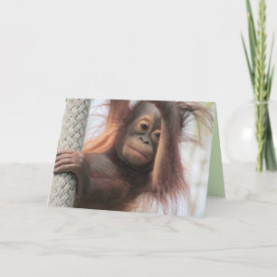 Baby Orangutan Greeting Card