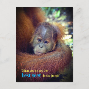 Baby Orangutan Holiday Postcard