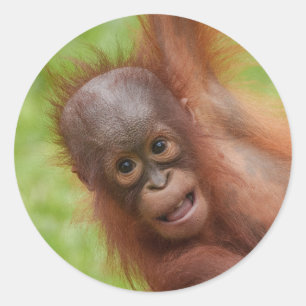 Baby Orangutan Joy Classic Round Sticker