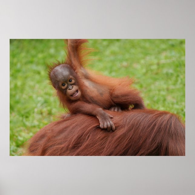 Baby Orangutan Joy Poster (Front)