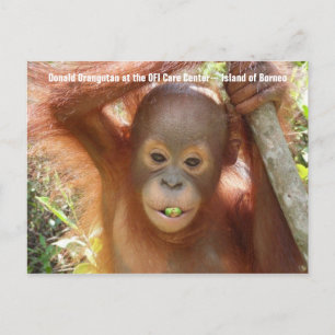 Baby Orangutan Photo (Donald) Postcard