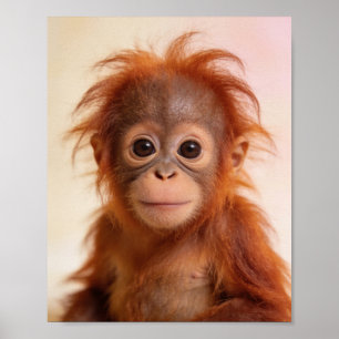 Baby Orangutan Portrait Rainforest Nursery Art Poster