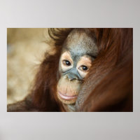Baby Orangutan
