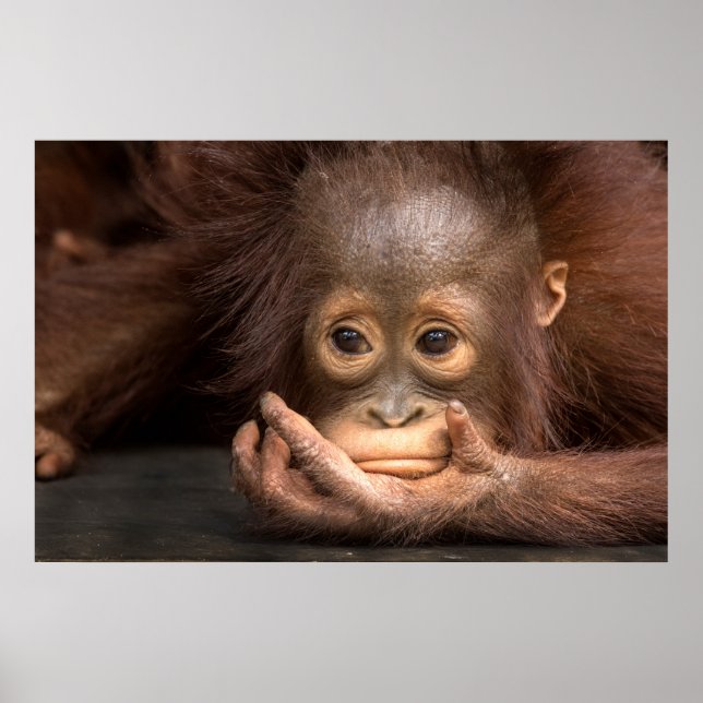 Baby Orangutan Resting on Hand Poster (Front)