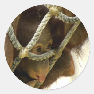 Baby Orangutan Sticker