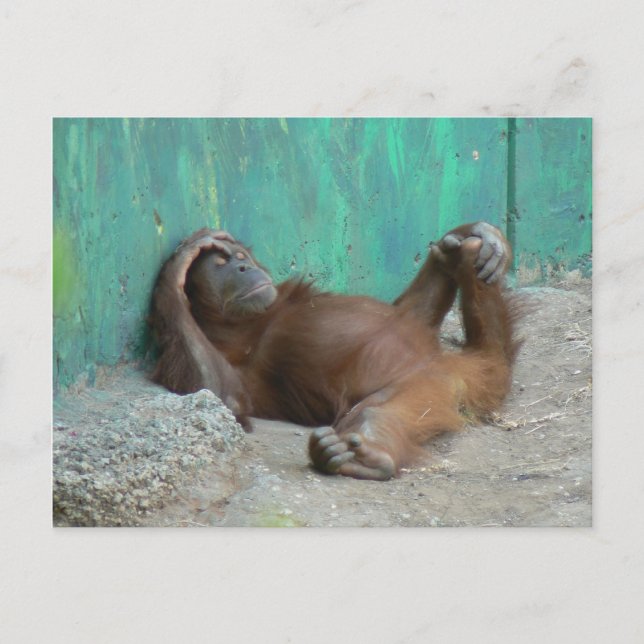Baby orangutang resting postcard (Front)