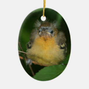 Baby Oriole Bird Animal Ornament