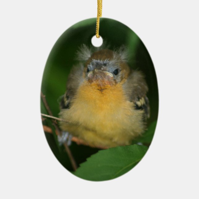 Baby Oriole Bird Animal Ornament (Front)
