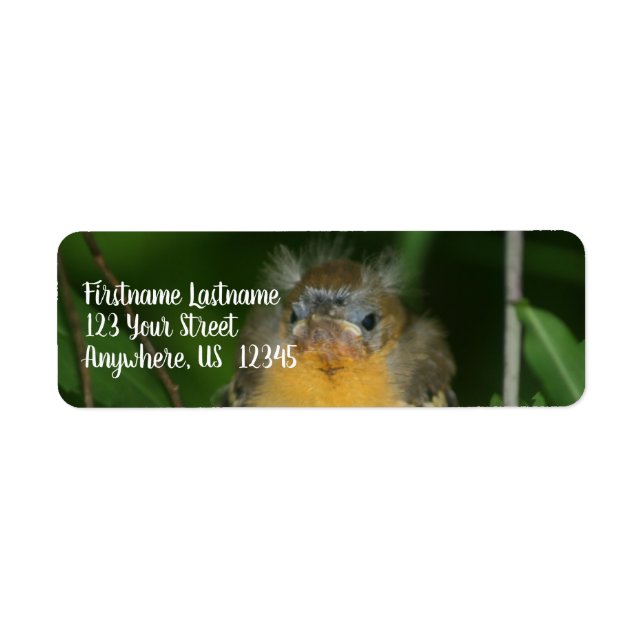 Baby Oriole Fledgling Bird Adresse (Devant)