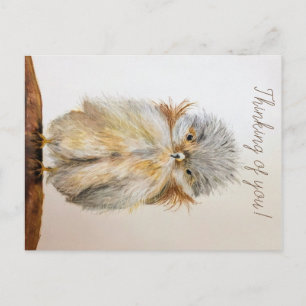 Baby Owl Postcard with Bible Verse