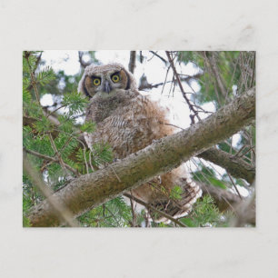 Baby Owl Staring Postcard