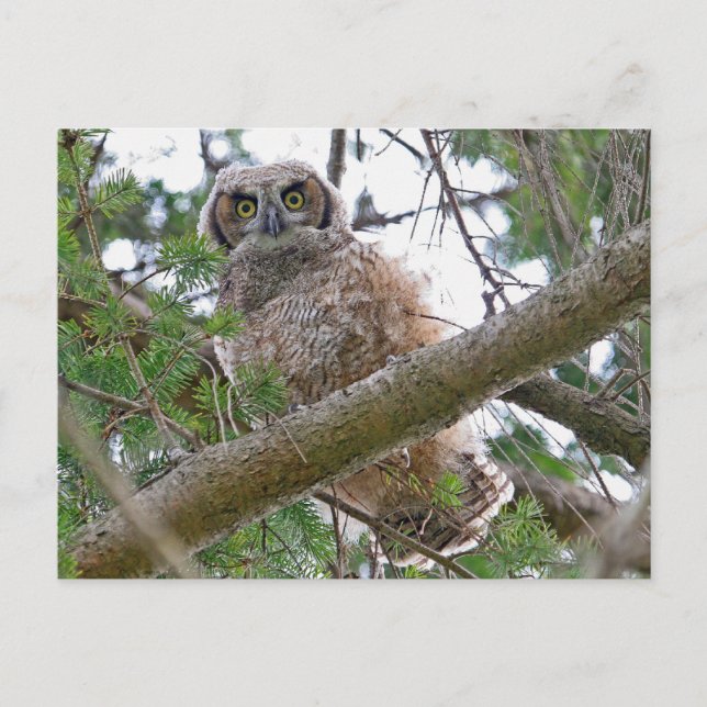 Baby Owl Staring Postcard (Front)
