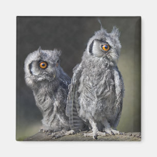 Baby Owls Magnet