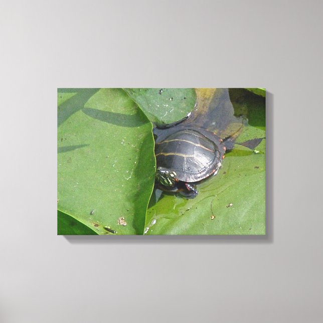 Baby Painted Turtle on Lily Pads Canvas Print (Front)