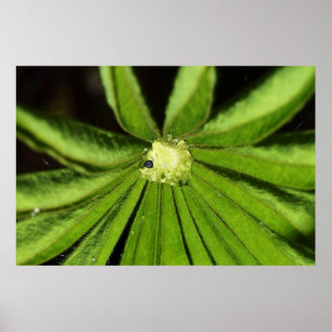 Baby Palm Plant by Shirley Taylor Poster