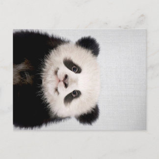 Baby Panda Bear Colorful| Cute Panda Design Announcement Postcard