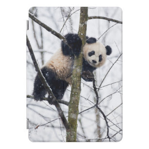 Baby Panda in Tree iPad Pro Cover
