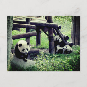 Baby Pandas in the Zoo Postcard