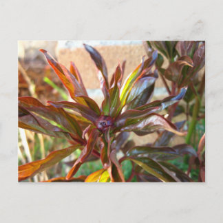 Baby Peony Bud Postcard